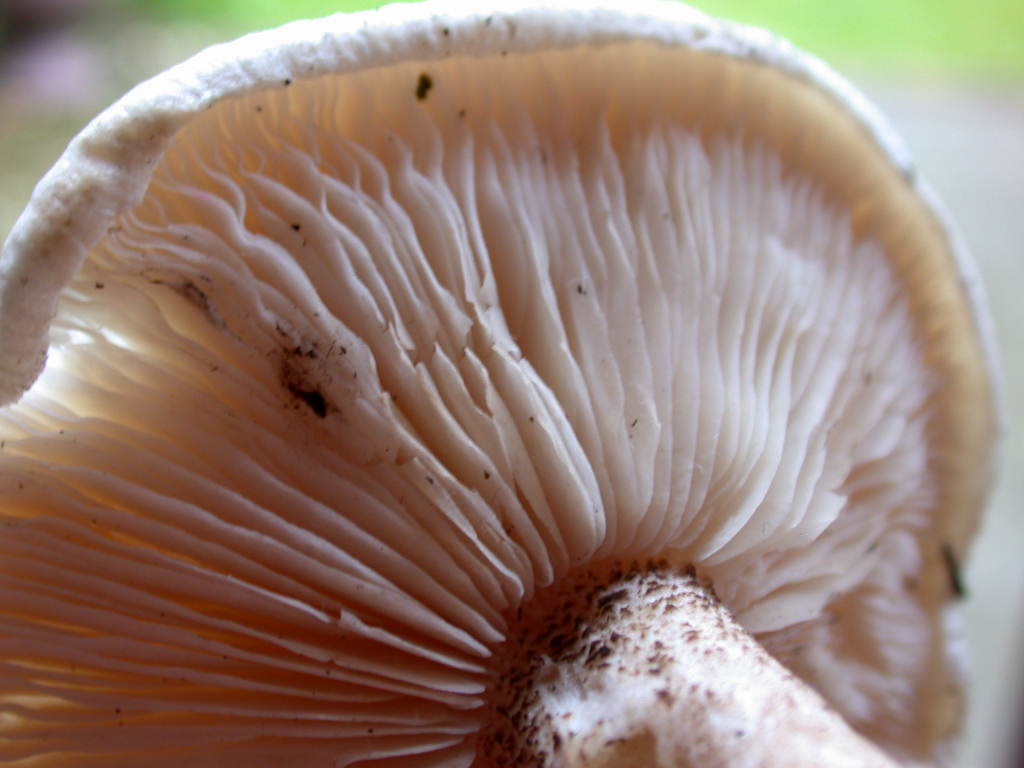 Ti mancava il ... QUIZ !!!